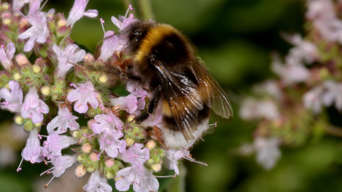 Eine Hummel sitzt auf lila Blüten