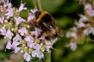 Eine Hummel sitzt auf lila Blüten