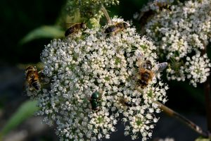 Weiße Blüten auf denen Bienen sitzen