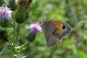 Ein Schmetterling sitzt auf einer Lila Blüte