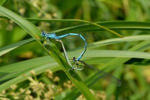 Eine blaue und eine grüne Libelle sitzen auf einem Grashalm