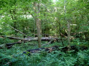 Bäum im Wald