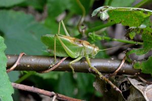 Großer, grüner Käfer sitzt auf einem Ast