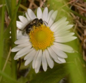 Eine Biene sitzt auf einem Gänseblümchen