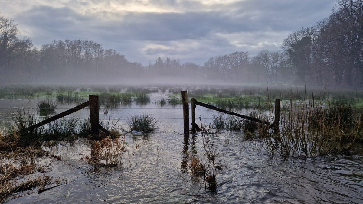 Überschwemmte Wiese mit Nebel